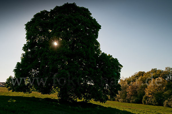 Weiße Roßkastanie (Aesculus hippocastanum)