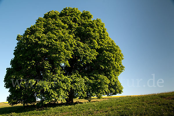 Weiße Roßkastanie (Aesculus hippocastanum)