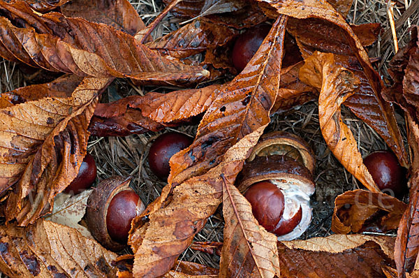 Weiße Roßkastanie (Aesculus hippocastanum)