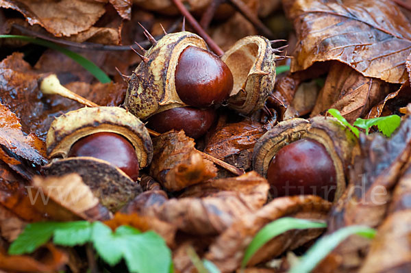 Weiße Roßkastanie (Aesculus hippocastanum)