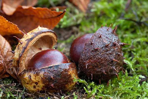 Weiße Roßkastanie (Aesculus hippocastanum)