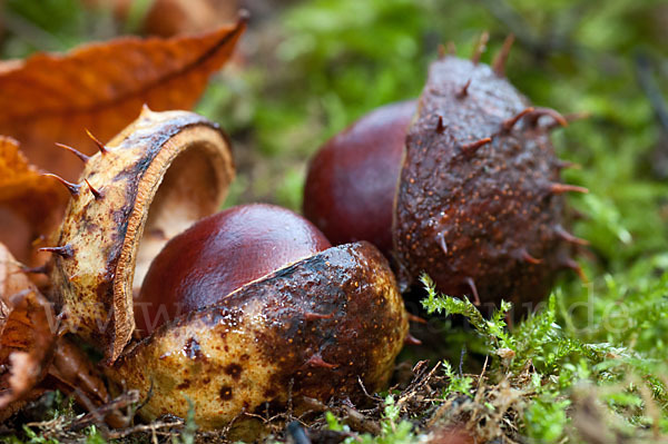 Weiße Roßkastanie (Aesculus hippocastanum)