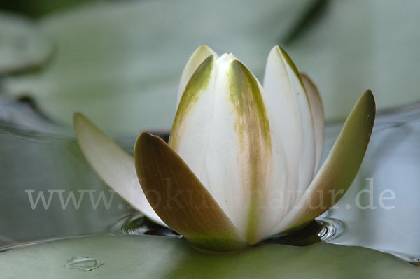 Weiße Seerose (Nymphaea alba)