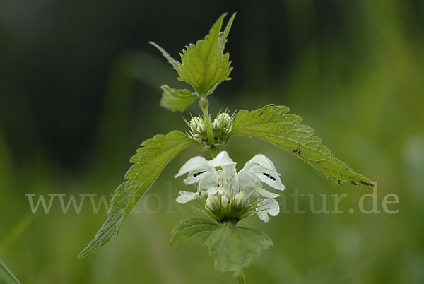 Weiße Taubnessel (Lamium album)