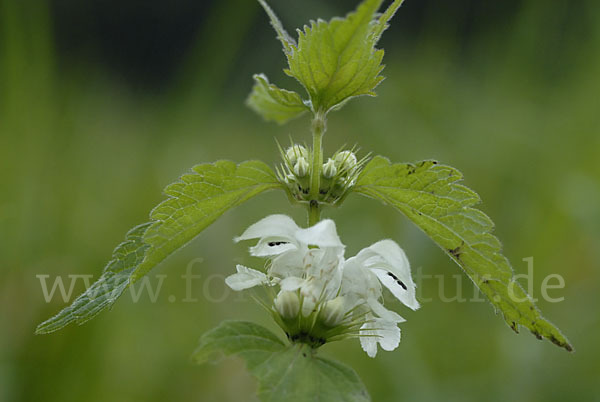 Weiße Taubnessel (Lamium album)