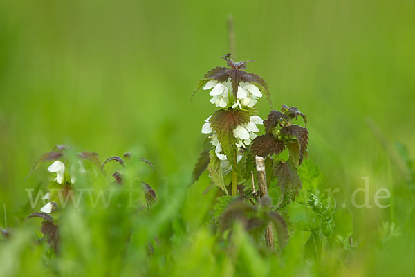 Weiße Taubnessel (Lamium album)