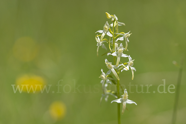 Weiße Waldhyazinthe (Platanthera bifolia)