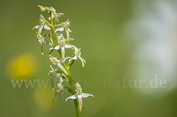 Weiße Waldhyazinthe (Platanthera bifolia)