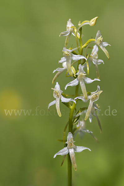 Weiße Waldhyazinthe (Platanthera bifolia)