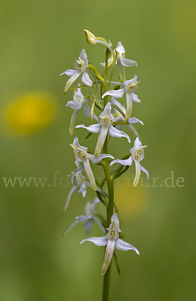 Weiße Waldhyazinthe (Platanthera bifolia)