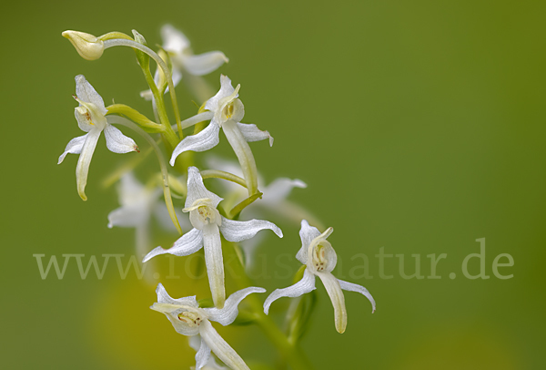 Weiße Waldhyazinthe (Platanthera bifolia)