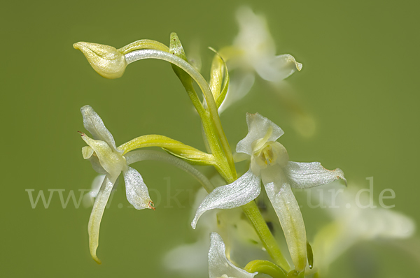 Weiße Waldhyazinthe (Platanthera bifolia)