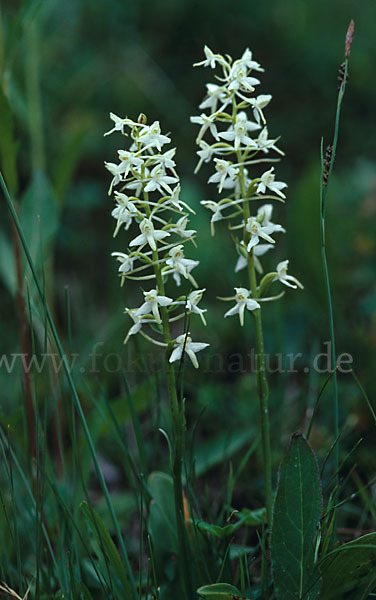 Weiße Waldhyazinthe (Platanthera bifolia)