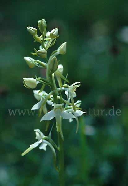 Weiße Waldhyazinthe (Platanthera bifolia)