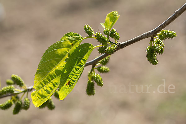 Weißer Maulbeerbaum (Morus alba)