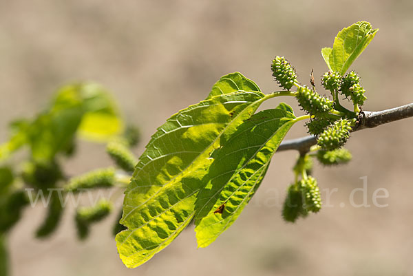 Weißer Maulbeerbaum (Morus alba)