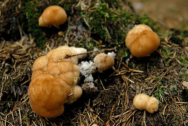 Weißer Polsterpilz (Oligoporus ptychogaster)