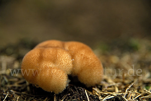 Weißer Polsterpilz (Oligoporus ptychogaster)