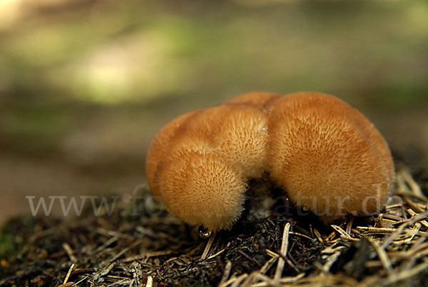 Weißer Polsterpilz (Oligoporus ptychogaster)