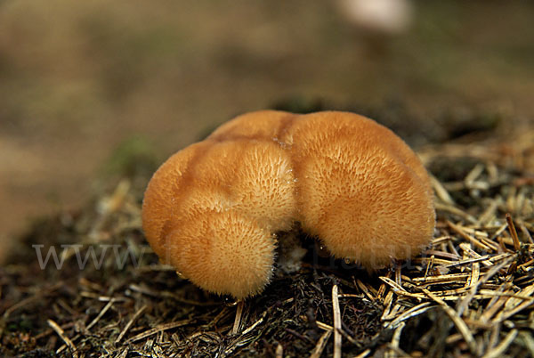 Weißer Polsterpilz (Oligoporus ptychogaster)