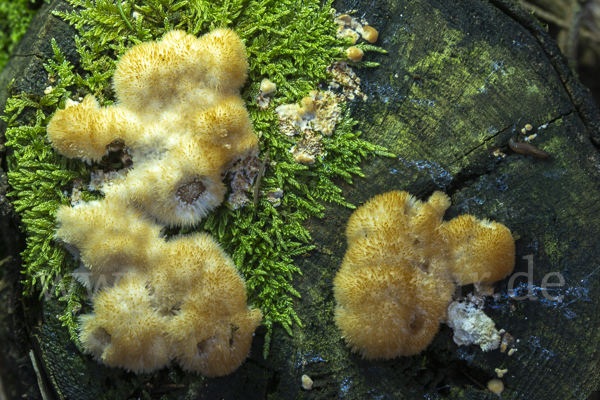Weißer Polsterpilz (Postia ptychogaster)