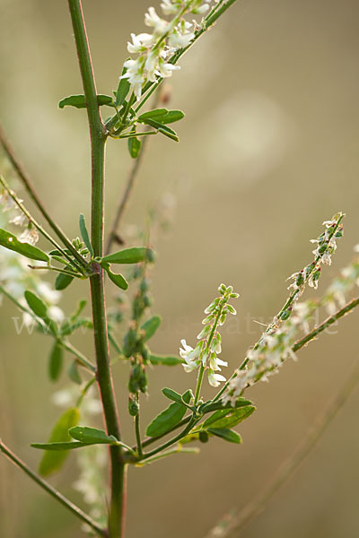 Weißer Steinklee (Melilotus albus)