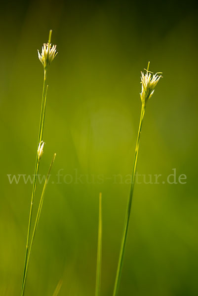 Weißes Schnabelried (Rhynchospora alba)