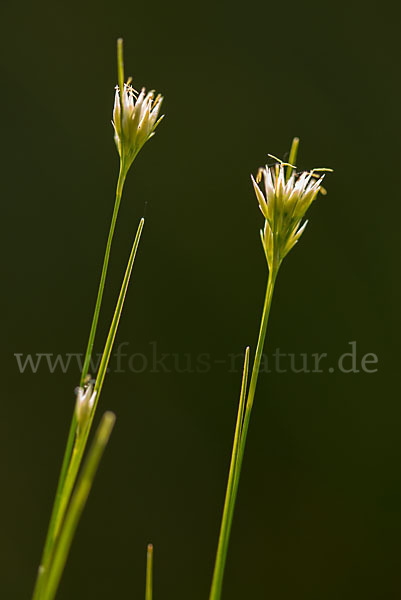 Weißes Schnabelried (Rhynchospora alba)