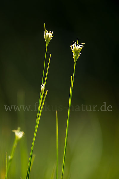 Weißes Schnabelried (Rhynchospora alba)