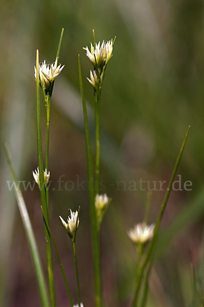 Weißes Schnabelried (Rhynchospora alba)