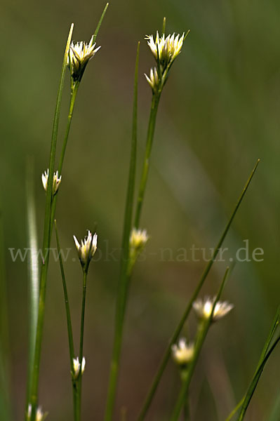 Weißes Schnabelried (Rhynchospora alba)