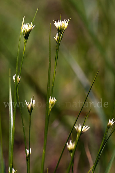 Weißes Schnabelried (Rhynchospora alba)