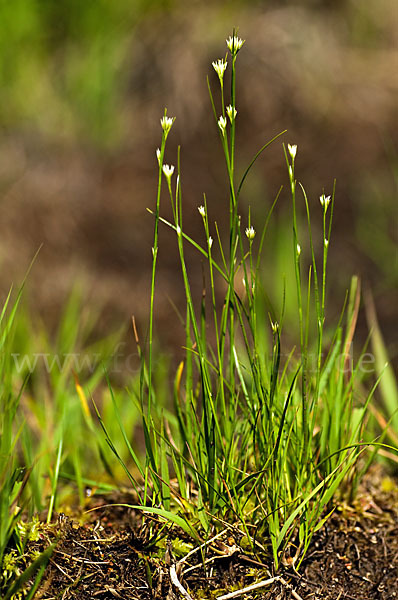 Weißes Schnabelried (Rhynchospora alba)