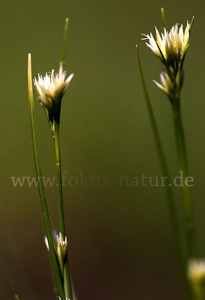 Weißes Schnabelried (Rhynchospora alba)