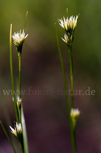 Weißes Schnabelried (Rhynchospora alba)