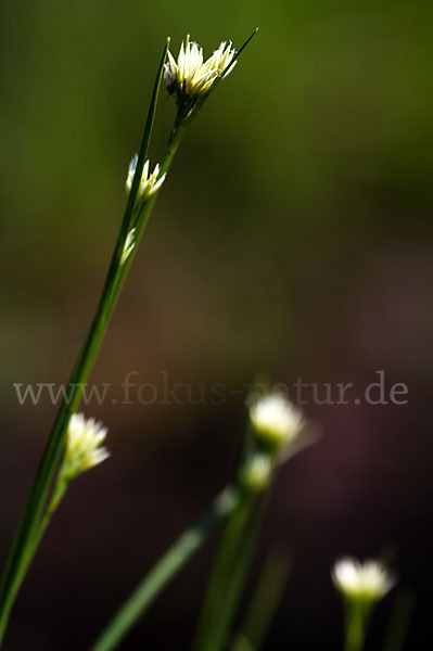 Weißes Schnabelried (Rhynchospora alba)