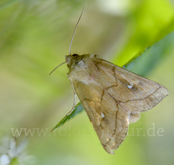 Weißfleck-Graseule (Mythimna conigera)