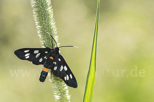 Weißfleckwidderchen (Syntomis phegea)