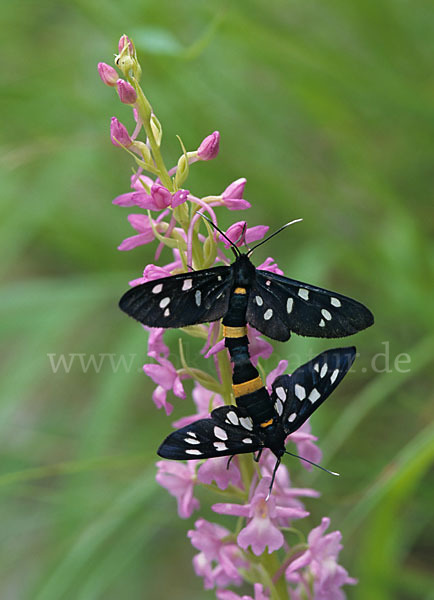 Weißfleckwidderchen (Syntomis phegea)