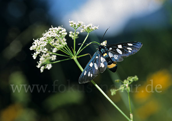 Weißfleckwidderchen (Syntomis phegea)