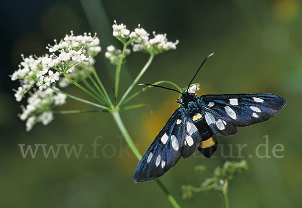 Weißfleckwidderchen (Syntomis phegea)