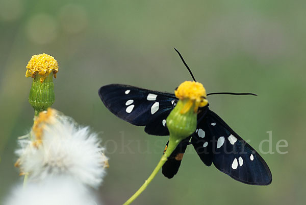 Weißfleckwidderchen (Syntomis phegea)