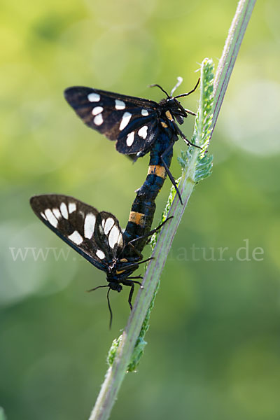 Weißfleckwidderchen (Syntomis phegea)