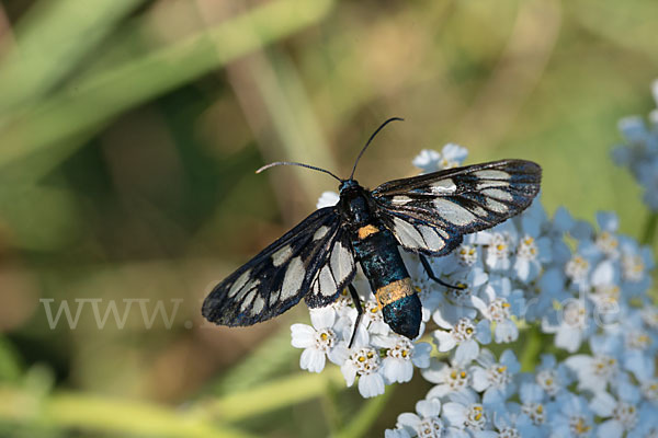 Weißfleckwidderchen (Syntomis phegea)