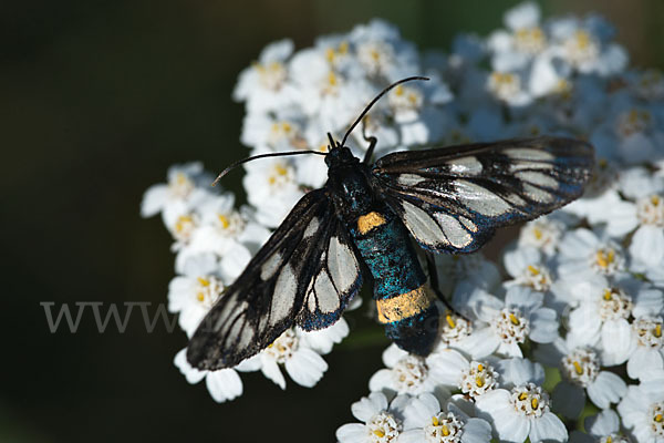 Weißfleckwidderchen (Syntomis phegea)