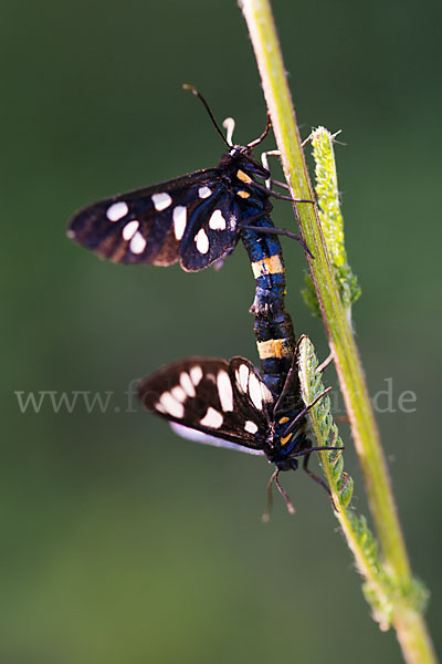 Weißfleckwidderchen (Syntomis phegea)