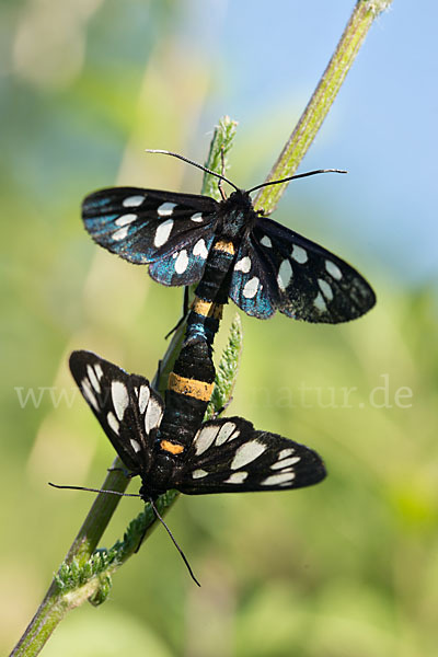 Weißfleckwidderchen (Syntomis phegea)