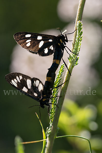 Weißfleckwidderchen (Syntomis phegea)