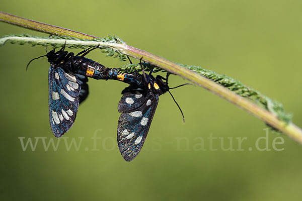 Weißfleckwidderchen (Syntomis phegea)