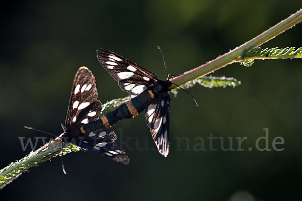 Weißfleckwidderchen (Syntomis phegea)